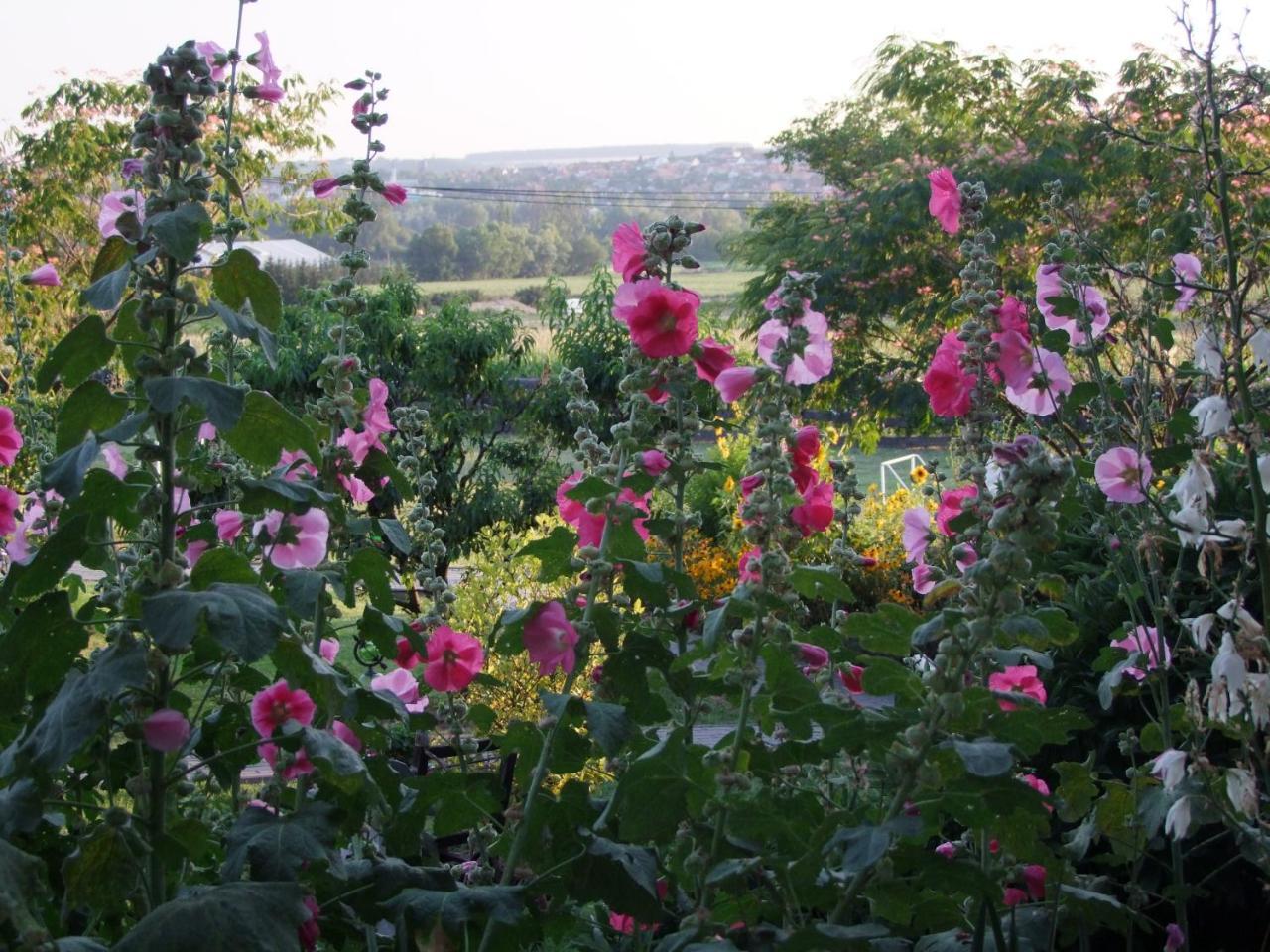 ホテル Andrea Wellness Garden チェーセクトマイ エクステリア 写真